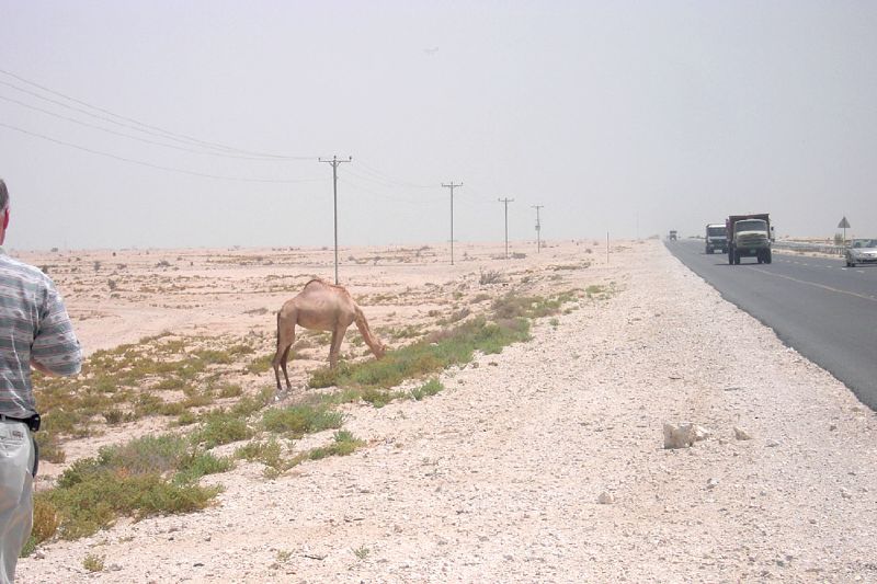 qatar highway